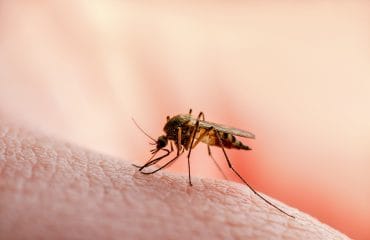 Bagaimana cara penularan penyakit malaria?