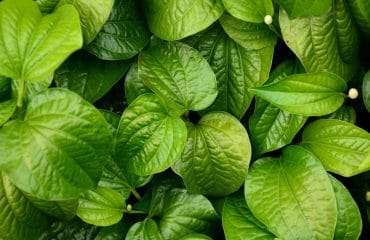 11 Manfaat Daun Sirih, Baik untuk Kewanitaan hingga Tingkatkan Energi