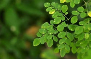 manfaat daun kelor untuk ibu menyusui