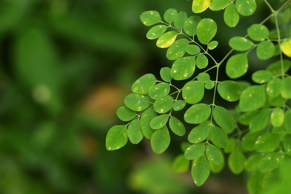 manfaat daun kelor untuk ibu menyusui
