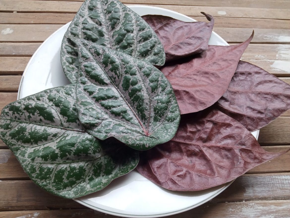 manfaat daun sirih untuk kista bartholin