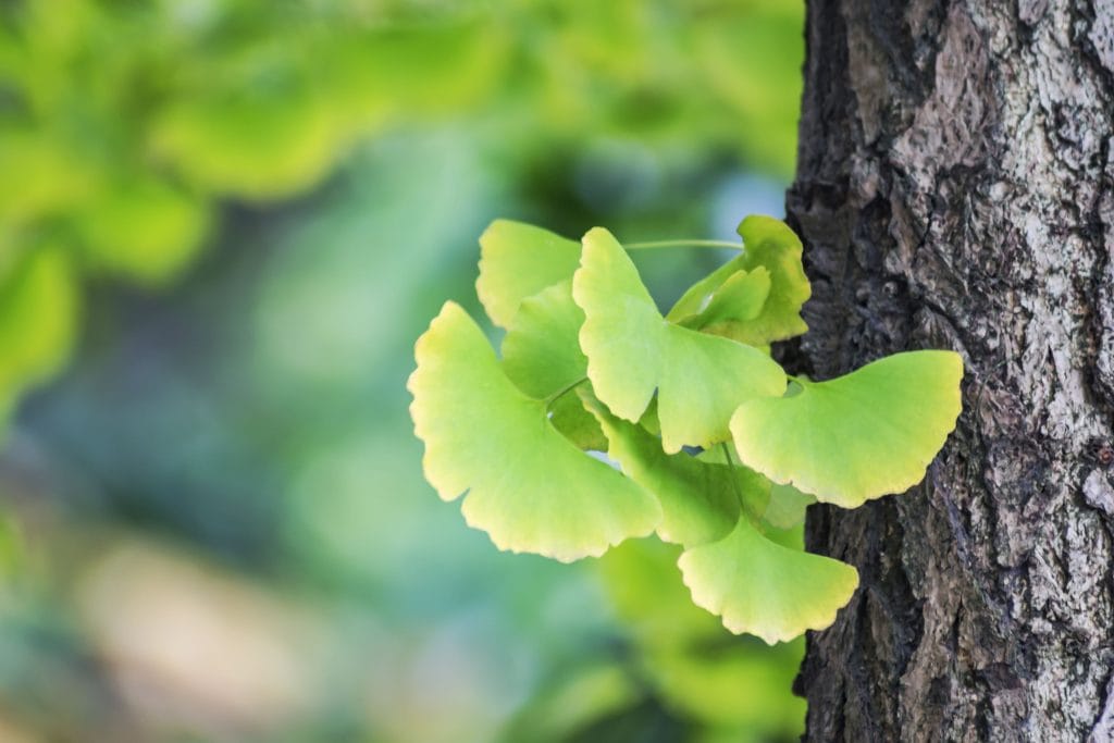 Manfaat Ginkgo Biloba