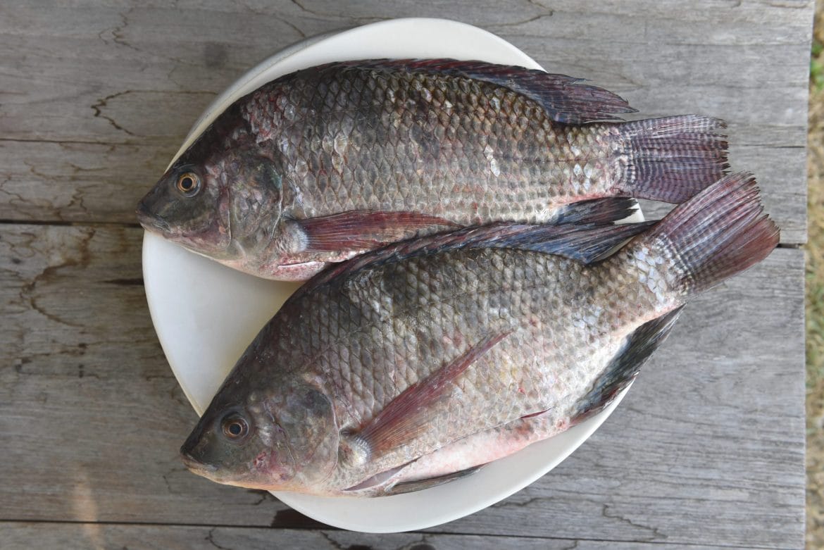 ikan mujair untuk ibu hamil