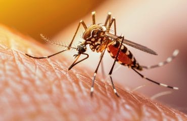 apakah demam berdarah menular