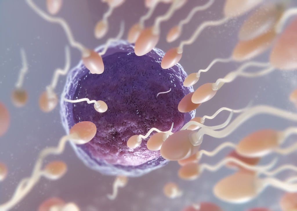 fertilisasi