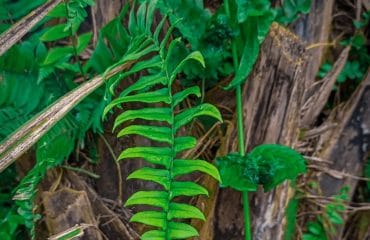 Manfaat daun saga untuk ibu hamil