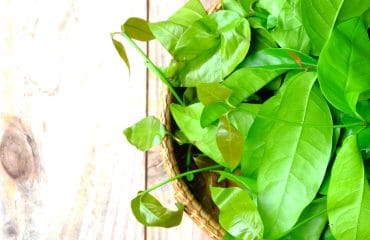 Manfaat Daun Melinjo