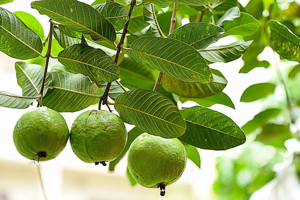 manfaat daun jambu biji