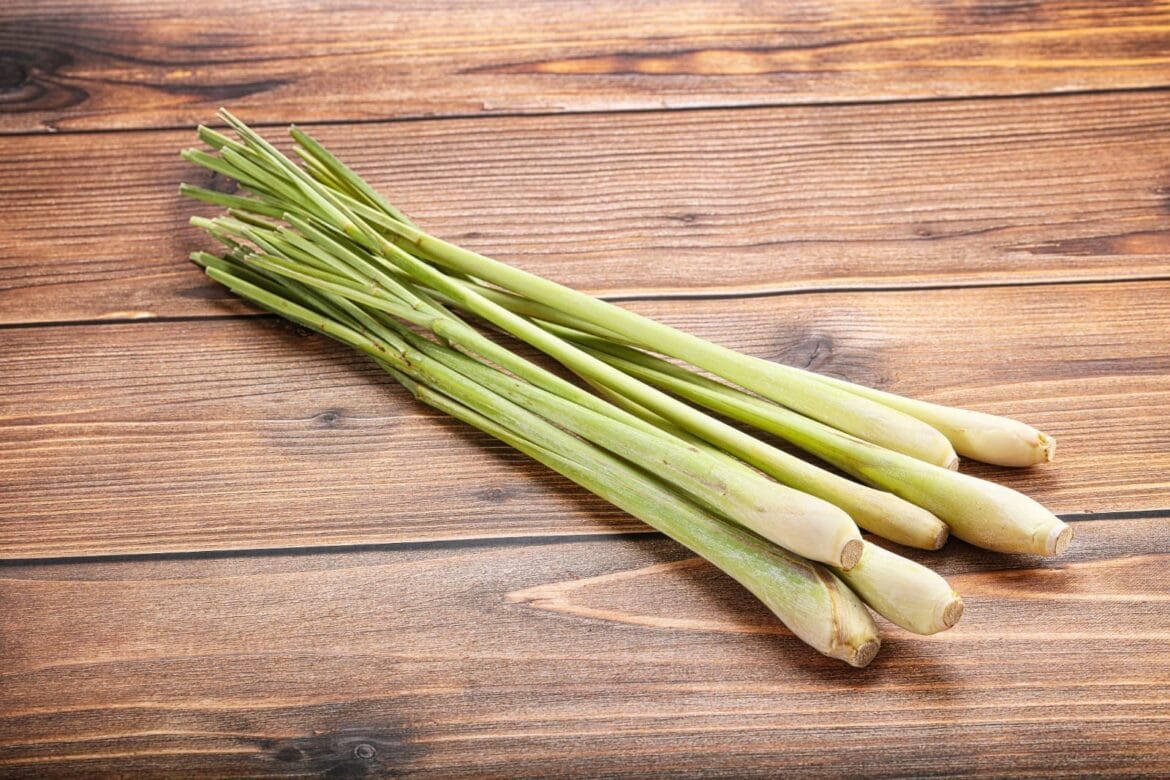 Cara mengolah serai untuk obat