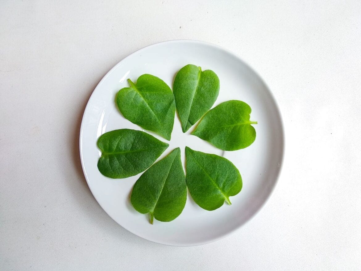 Manfaat daun binahong