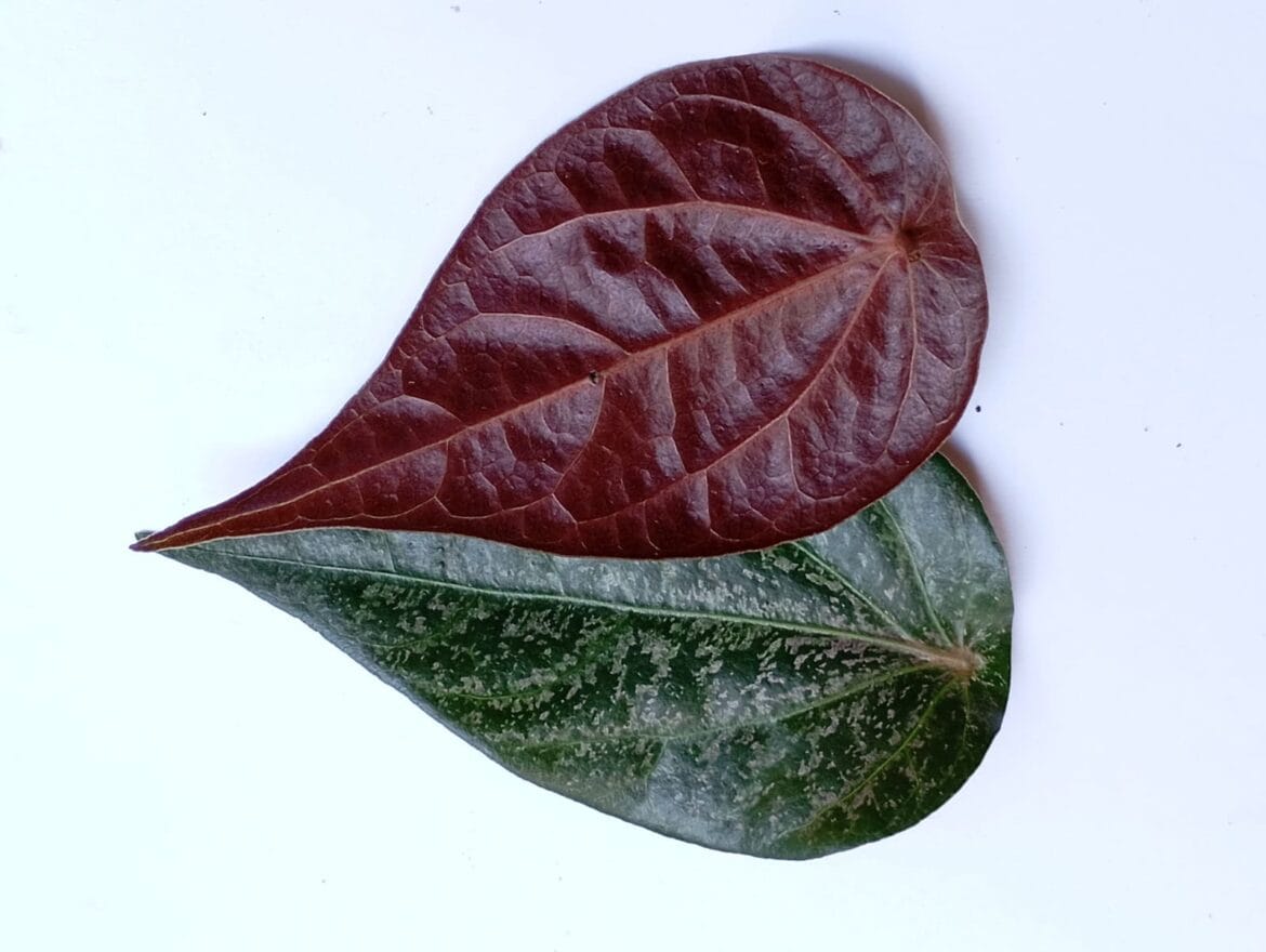 cara mengolah daun sirih merah