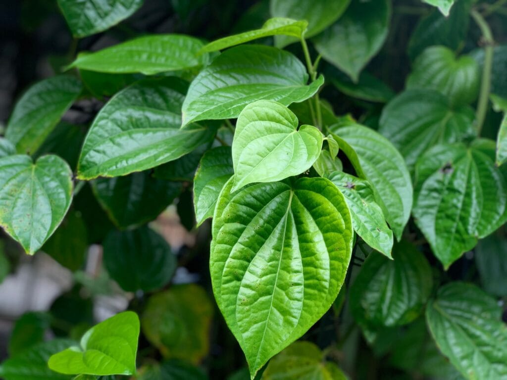 manfaat daun sirih untuk pria