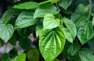 manfaat daun sirih untuk pria