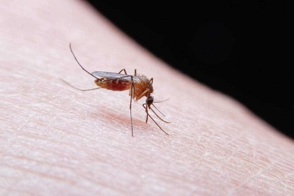 gejala malaria