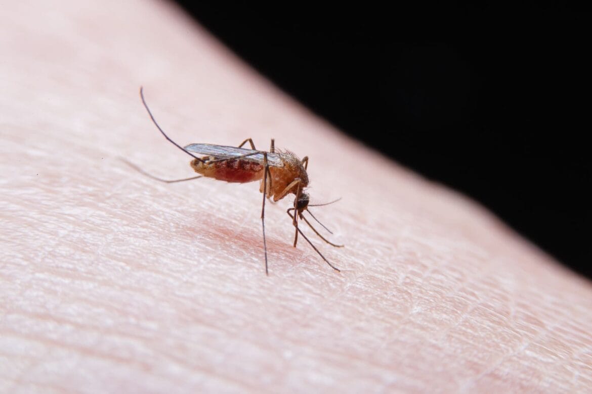 gejala malaria