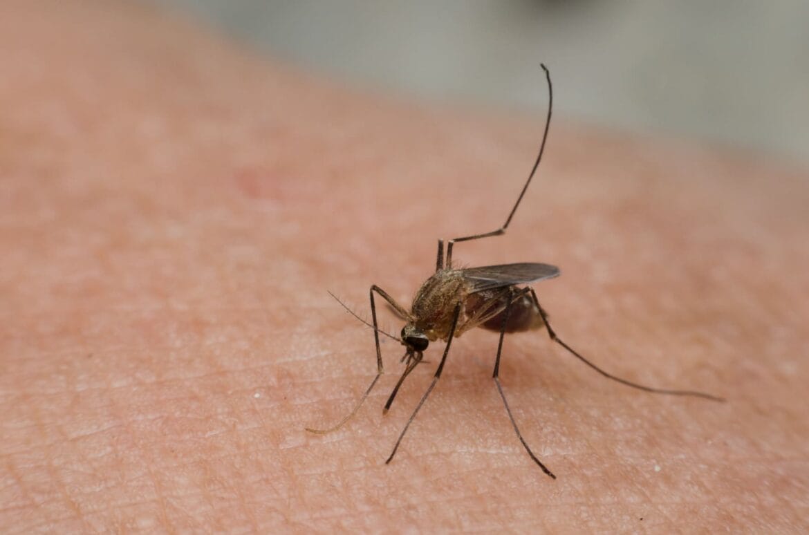 perbedaan malaria dan dbd