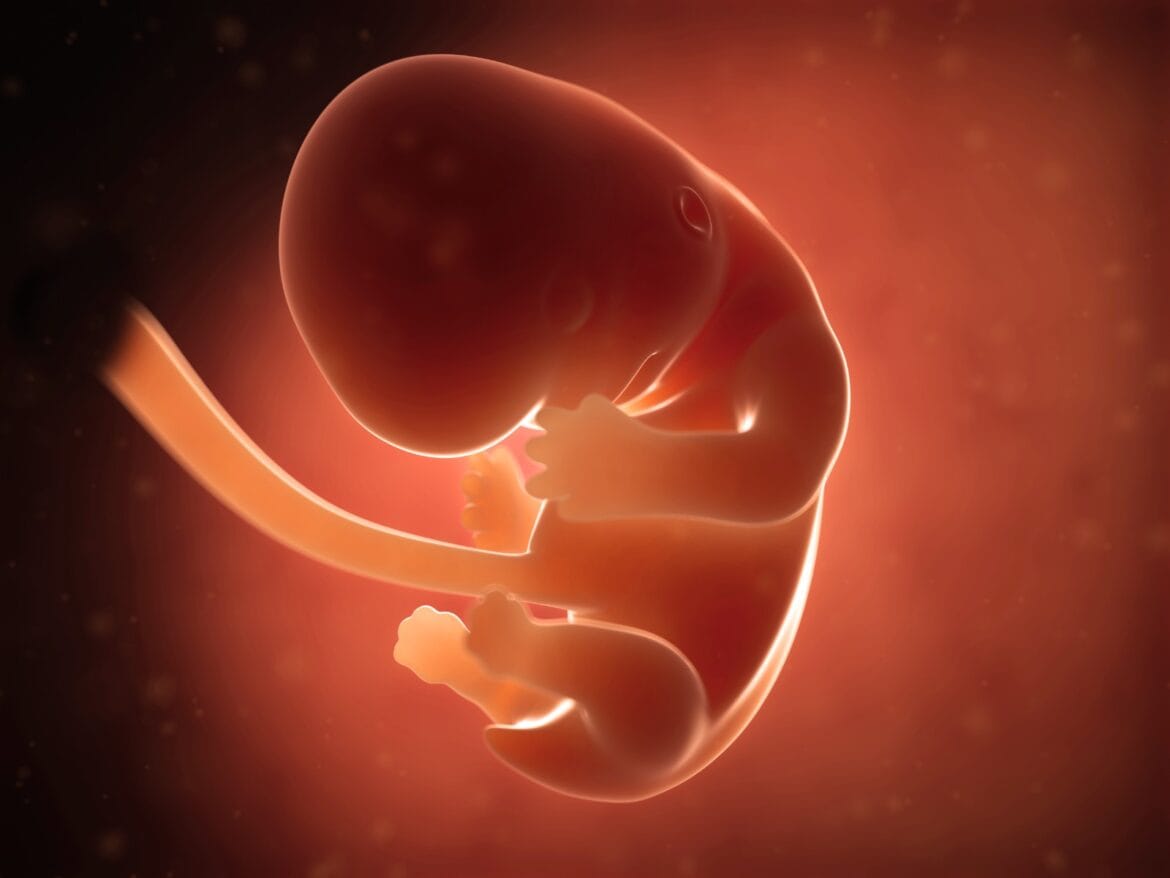 perkembangan janin trimester 1