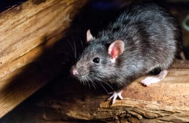 penyakit yang disebabkan oleh tikus