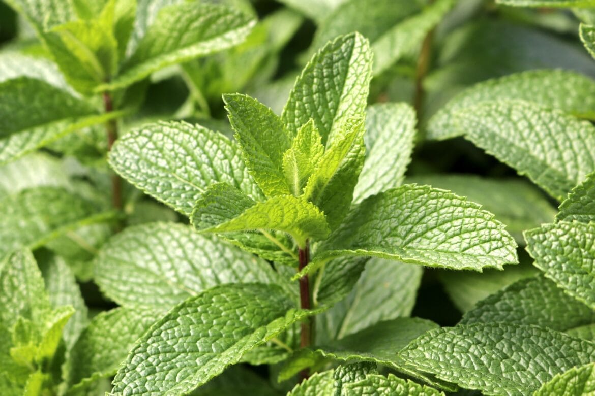 manfaat daun mint