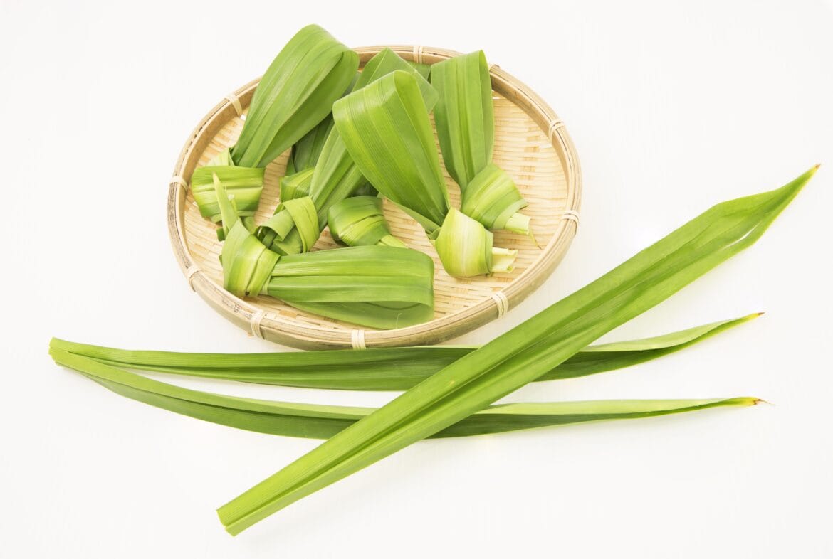 manfaat daun pandan