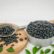 Manfaat Kacang Hitam