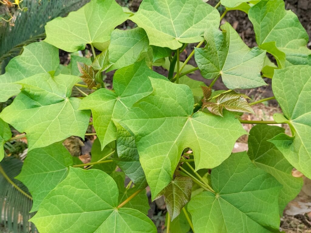 manfaat daun jarak